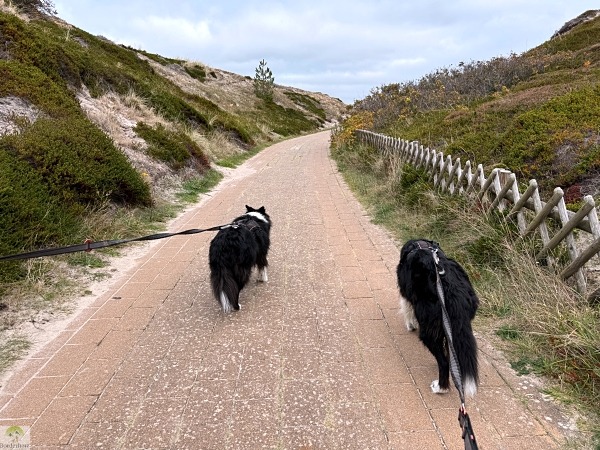 Top 4 Wanderungen auf Sylt - meine Lieblingstouren auf der Insel 20 wanderungen auf sylt hörnum dünenweg