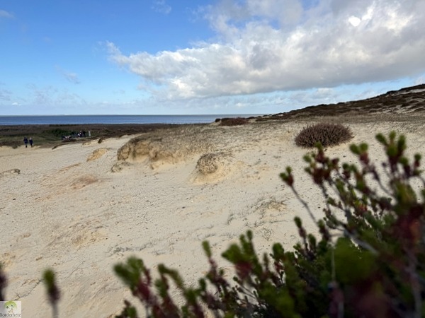 Top 4 Wanderungen auf Sylt - meine Lieblingstouren auf der Insel 27 wanderungen auf sylt morsumer kliff