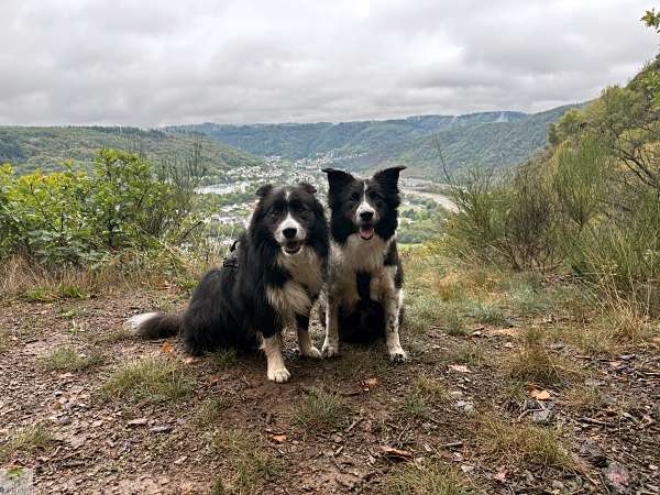Aktiv unterwegs an der Moselschiefer-Straße - Wandern und Radfahren 20 Moselschiefer-Straße wandern und radfahren Mosel Eifel Moselsteig