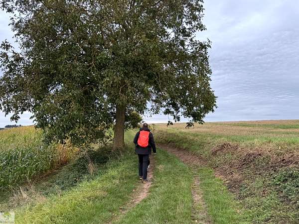 Aktiv unterwegs an der Moselschiefer-Straße - Wandern und Radfahren 3 Moselschiefer-Straße wandern und radfahren Mosel Eifel Traumpfädchen löfer Rabenlaypfad