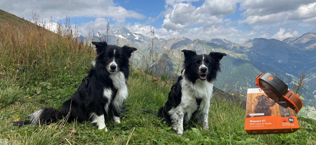 Unsere Erfahrungen mit Weenect, dem GPS-Tracker für Hunde 1 erfahrungen mit weenect xt gps-tracke für hunde