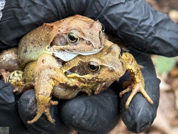 Grasfrösche Paarung Krötenwanderung Oberhausen Bottrop Revierpark Vonderort