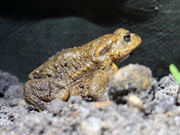 Krötenwanderung Oberhausen Bottrop 3 Krötenwanderung Bottrop Amphibienwanderung Oberhausen