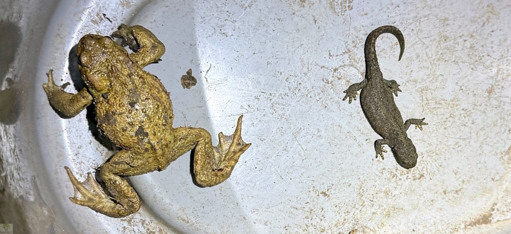 Krötenwanderung Oberhausen Bottrop 4 Krötenwanderung Oberhausen Bottrop Erdkröte und Molch im Eimer