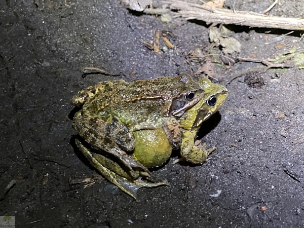 Krötenwanderung Oberhausen Bottrop 5 Krötenwanderung Bottrop Amphibienwanderung Oberhausen