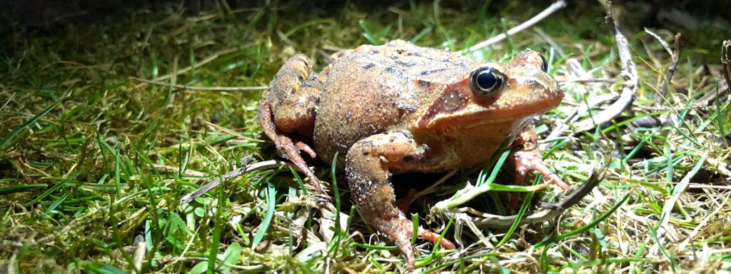 Krötenwanderung Oberhausen Bottrop 1 Krötenwanderung Bottrop Amphibienwanderung Oberhausen