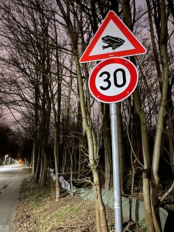 Krötenwanderung Oberhausen Bottrop 7 Krötenwanderung Bottrop Amphibienwanderung Oberhausen