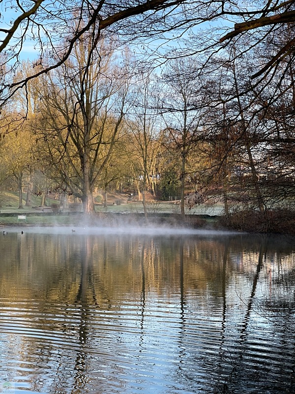 Krötenwanderung Oberhausen Bottrop 8 Krötenwanderung Bottrop Amphibienwanderung Oberhausen