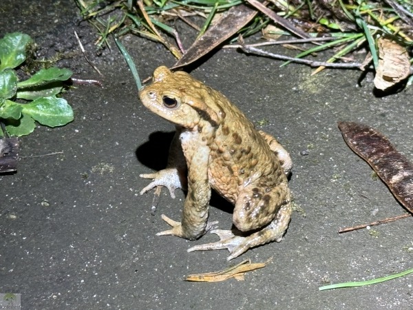 Krötenwanderung Oberhausen Bottrop 6 Krötenwanderung Bottrop Amphibienwanderung Oberhausen