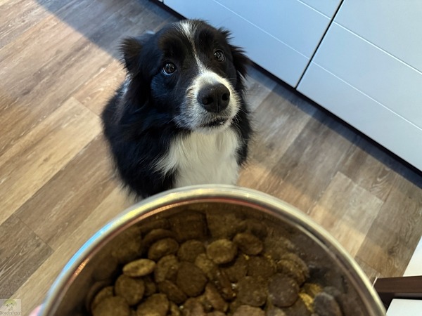 mammaly supplement toppings produkttest erfahrungen nahrungsergänzung hund