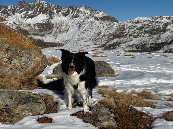 border collie wanderblog mit hund wandern mit hund