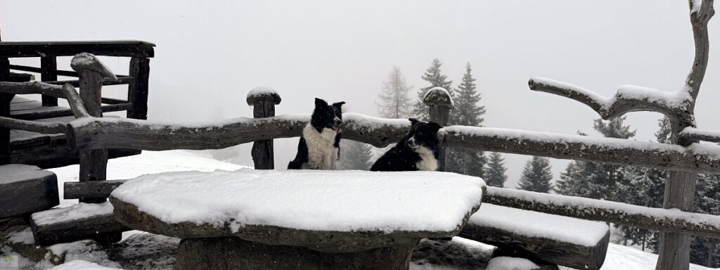 hundeblogs deutschland wandertipps wandern mit hund gesunde hunde