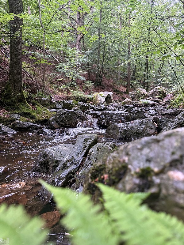 Zwischen Schluchten, Wäldern und historischen Städten: So schön ist die Wallonie 18 Wandern in der Wallonie Ninglinspo Wanderung