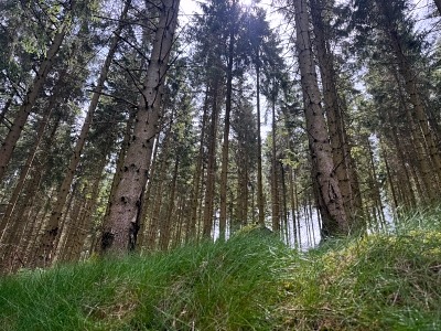 Urlaub mit Hund im Sauerland: 3 Wanderungen und hundefreundliche Unterkünfte 25 Schmalahtalrundweg Wandern mit Hund im Sauerland