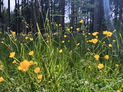 Urlaub mit Hund im Sauerland: 3 Wanderungen und hundefreundliche Unterkünfte 26 Schmalahtalrundweg Wandern mit Hund im Sauerland