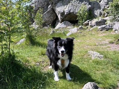 Urlaub mit Hund im Sauerland: 3 Wanderungen und hundefreundliche Unterkünfte 34 bruchhauser steine mit hund