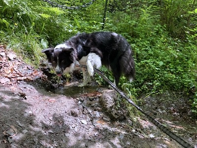 Urlaub mit Hund im Sauerland: 3 Wanderungen und hundefreundliche Unterkünfte 33 ewige quelle bruchhauser steine