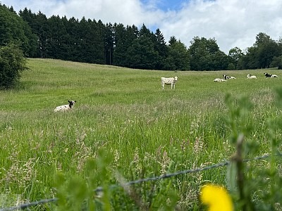 Zwischen Schluchten, Wäldern und historischen Städten: So schön ist die Wallonie 5 Wallonie Wandern Forellenweg Stavelot