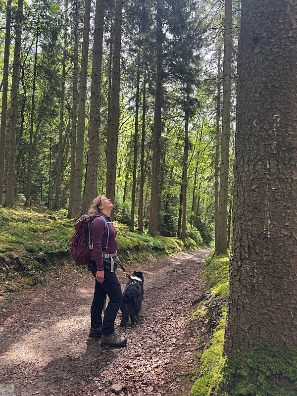 Zwischen Schluchten, Wäldern und historischen Städten: So schön ist die Wallonie 8 Wallonie Wandern Forellenweg Stavelot
