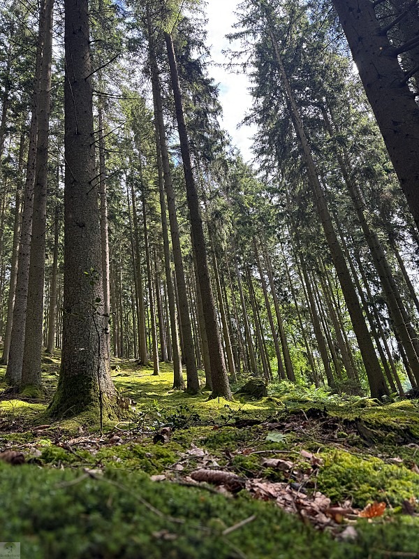 Zwischen Schluchten, Wäldern und historischen Städten: So schön ist die Wallonie 9 Wallonie Wandern Forellenweg Stavelot