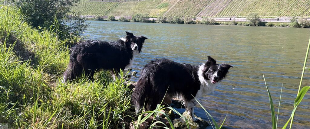 Moselsteig mit Hund: Fünf Wandertage rund um Wolf an der Mosel 62 Mosel baden mit Hund