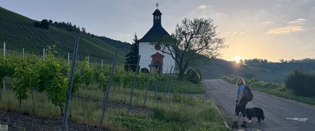 Moselsteig mit Hund: Fünf Wandertage rund um Wolf an der Mosel 26 Kröv Mosel Sonnenaufgang
