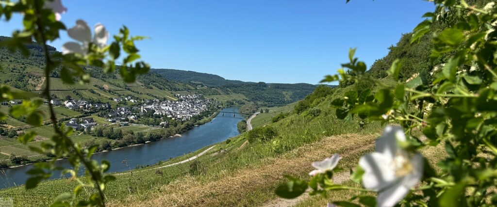 Moselsteig mit Hund: Fünf Wandertage rund um Wolf an der Mosel 21 Moselsteig Etappe 13 mit Hund