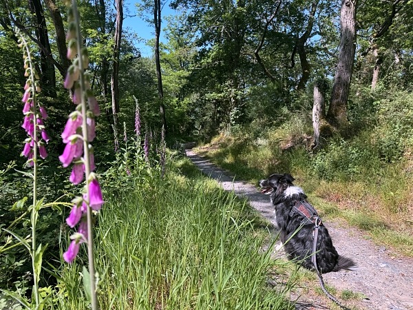Moselsteig mit Hund: Fünf Wandertage rund um Wolf an der Mosel 42 Moselsteig Etappe 11 mit Hund