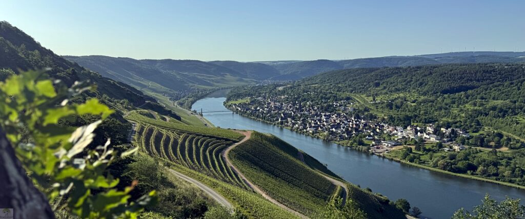 Moselsteig mit Hund: Fünf Wandertage rund um Wolf an der Mosel 36 Moselsteig Etappe 11 mit Hund