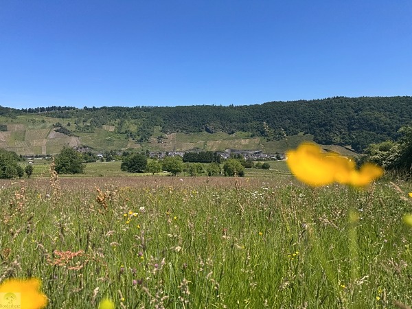 Moselsteig mit Hund: Fünf Wandertage rund um Wolf an der Mosel 4 Moselsteig Seitensprung Kluckertspfad mit Hund