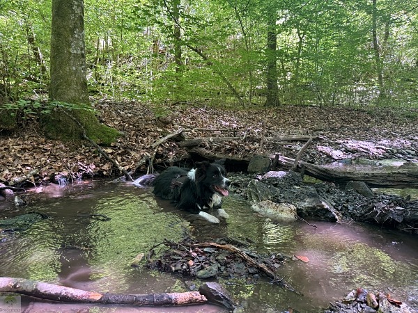 Moselsteig mit Hund: Fünf Wandertage rund um Wolf an der Mosel 5 Moselsteig Seitensprung Kluckertspfad mit Hund
