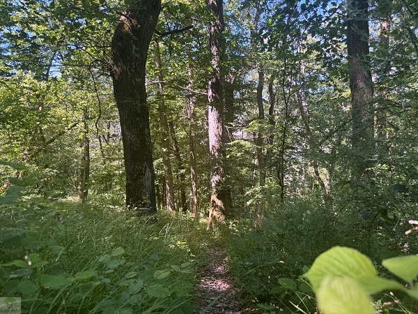 Moselsteig mit Hund: Fünf Wandertage rund um Wolf an der Mosel 6 Moselsteig Seitensprung Kluckertspfad mit Hund