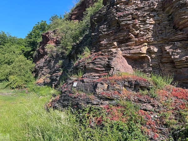 Moselsteig mit Hund: Fünf Wandertage rund um Wolf an der Mosel 32 Moselsteig Etappe 12 mit Hund
