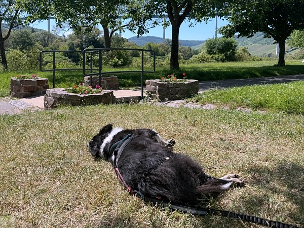 Moselsteig mit Hund: Fünf Wandertage rund um Wolf an der Mosel 35 Moselsteig Etappe 12 mit Hund