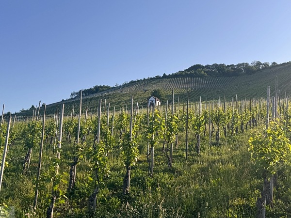 Moselsteig mit Hund: Fünf Wandertage rund um Wolf an der Mosel 37 Moselsteig Etappe 11 mit Hund