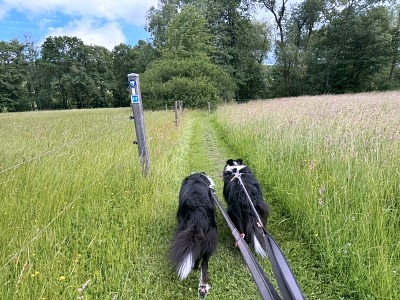 Urlaub mit Hund im Sauerland: 3 Wanderungen und hundefreundliche Unterkünfte 6 Urlaub mit Hund im Sauerland Orketalrundweg