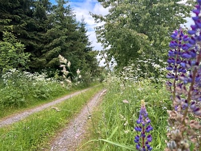 Urlaub mit Hund im Sauerland: 3 Wanderungen und hundefreundliche Unterkünfte 7 Urlaub mit Hund im Sauerland Orketalrundweg
