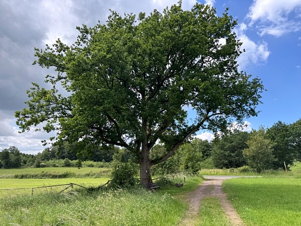 Urlaub mit Hund im Sauerland: 3 Wanderungen und hundefreundliche Unterkünfte 4 Urlaub mit Hund im Sauerland Orketalrundweg
