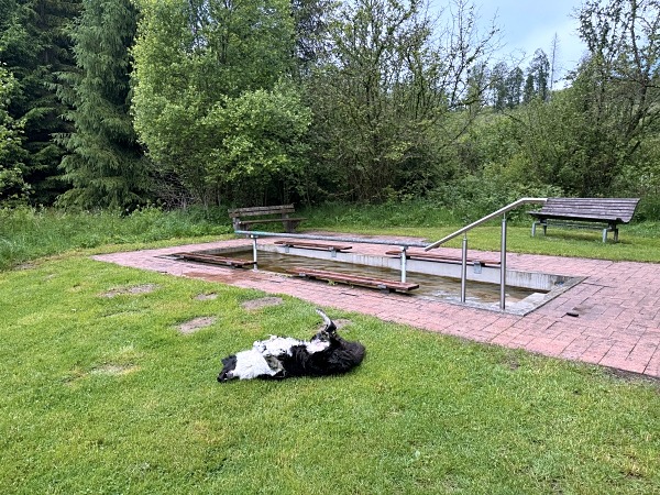 Urlaub mit Hund im Sauerland: 3 Wanderungen und hundefreundliche Unterkünfte 50 wandern mit hund im sauerland urlaub