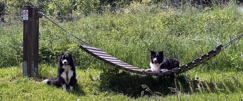 Urlaub mit Hund im Sauerland: 3 Wanderungen und hundefreundliche Unterkünfte 39 Urlaub im Sauerland mit Hund Brilon