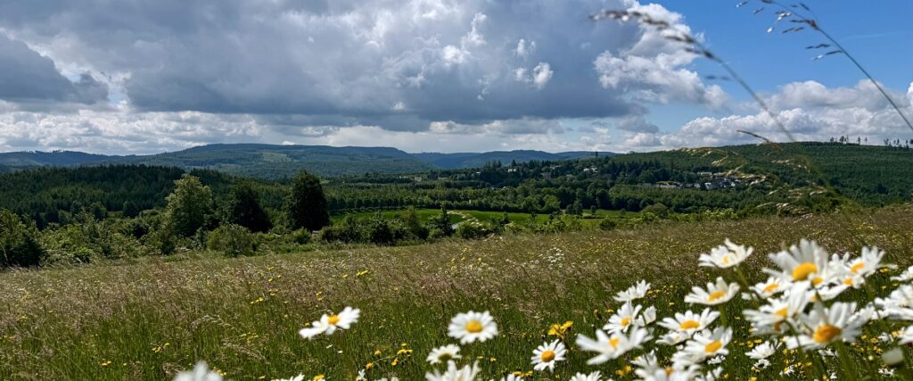Urlaub mit Hund im Sauerland: 3 Wanderungen und hundefreundliche Unterkünfte 44 Urlaub im Sauerland mit Hund Brilon