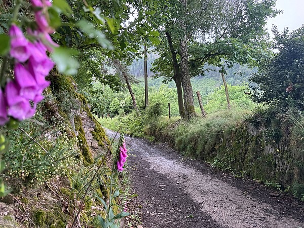 Zwischen Schluchten, Wäldern und historischen Städten: So schön ist die Wallonie 26 wanderungen in der wallonie la gleize