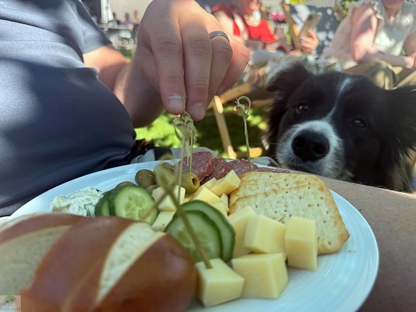 Moselsteig mit Hund: Fünf Wandertage rund um Wolf an der Mosel 7 weingut kiebel mosel weinfest
