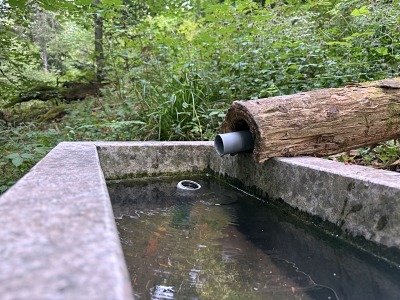Hochkopfturm Wandern in Todtmoos mit Hund