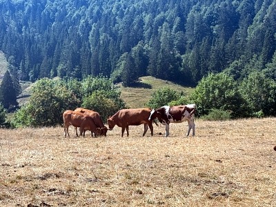Wandern im Schwarzwald mit Hund