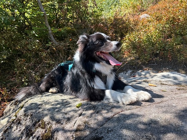 Wandern im Schwarzwald mit Hund
