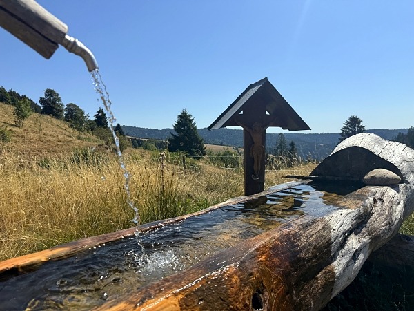 Wandern im Schwarzwald mit Hund