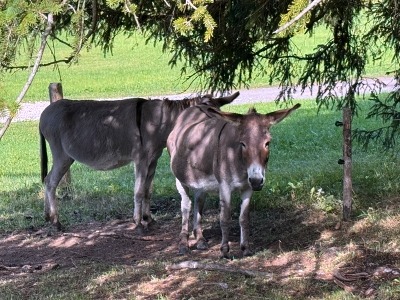 Wandern in Sonthofen im Allgäu – 3 Touren rund um das Hotel Bergsonne Allgäu 21 Wanderung Imberg Strausbergalpe