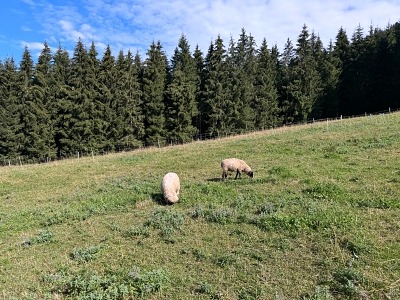 Wandern in Sonthofen im Allgäu – 3 Touren rund um das Hotel Bergsonne Allgäu 23 Wanderung Imberg Strausbergalpe