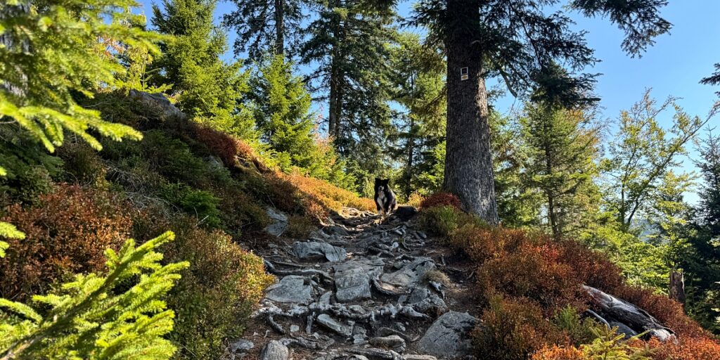 Todtmoos Scheibenfelsen wandern mit Hund